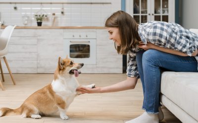 Diplomado en educación y adiestramiento básico canino