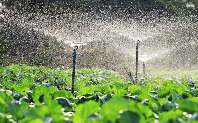 Diplomado en Riego tecnificado para uso eficiente del agua