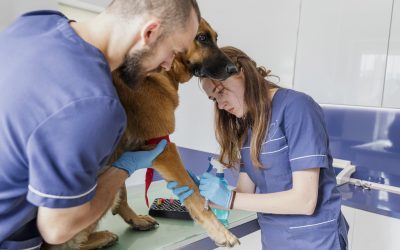 Diplomado en Arsenalería y Cuidados Hospitalarios Veterinarios