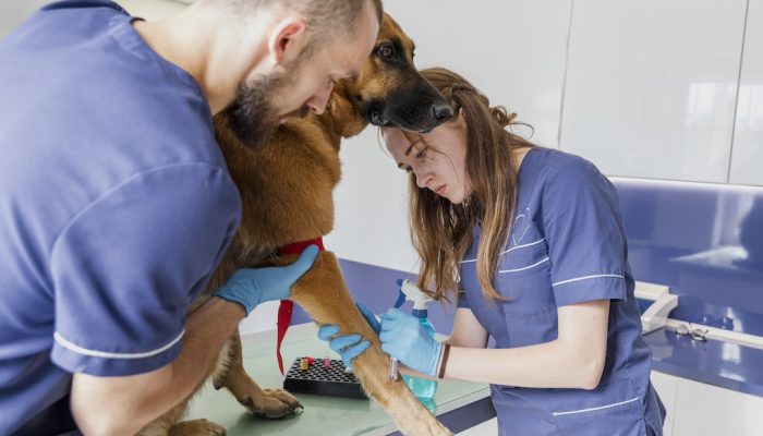 Diplomado en Arsenalería y Cuidados Hospitalarios Veterinarios
